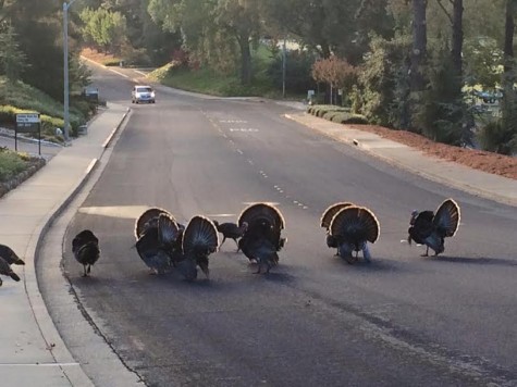 Fowl deed leaves turkeys troubled