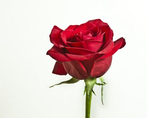 And the final rose goes to...