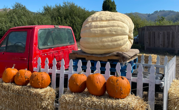 At a Pumpkin Patch in Half Moon Bay, this 2,560-pound pumpkin was the winner of the 50th annual biggest pumpkin competition! 