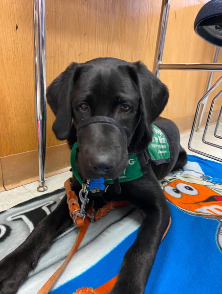 Retro is an eight-month old black labrador. He is training to be a guide dog. Photo courtesy of Christian Tan. 